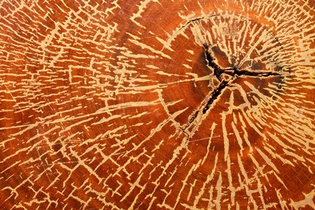 Wooden texture. It is use as a background.