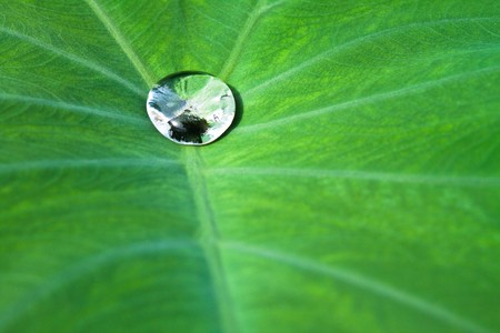 nice detail of water drops on leaf - macro detailの写真素材