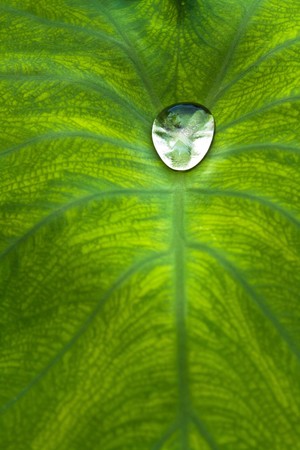 nice detail of water drops on leaf - macro detailの写真素材