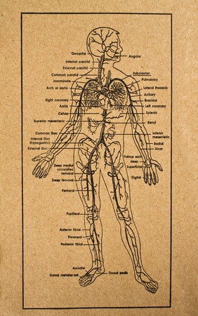 human body showing internal organs system,medicalの写真素材