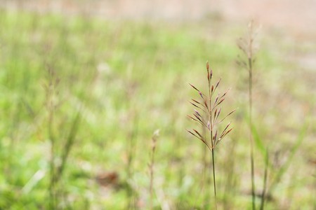 abstract smooth grass, top of grass in small nature's cornerの写真素材