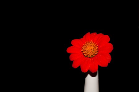 red gerbera daisy isolated on black backgroundの写真素材