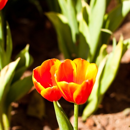Close up on fresh tulips in warm sunlightの写真素材