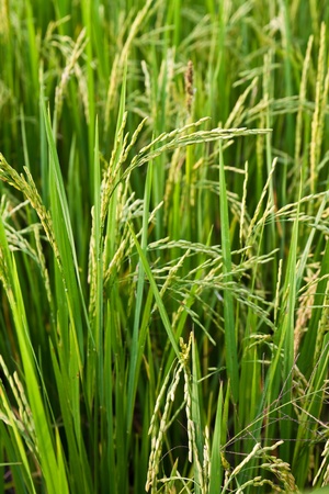 rice plant in rice fieldの写真素材