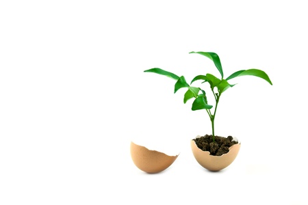 young plant in eggshell isolated on white background, conservation concept
