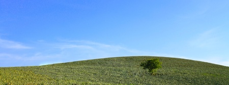 green hill and lonly tree in blue sky