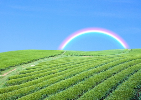 green garden andblue sky with rainbowの写真素材