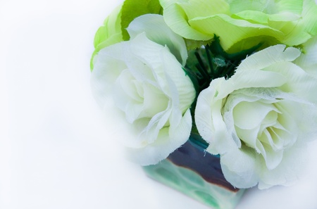close up of white roseの写真素材