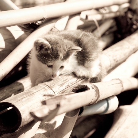 Portrait of a cute little catの写真素材