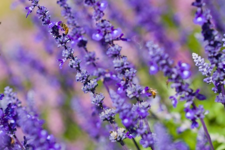 violet flower in nature