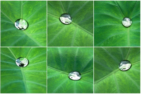 nice detail of water drops on leaf - macro detail