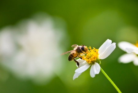 bee collecting nectar on the flower for pollination.の写真素材