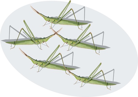 insectのイラスト素材