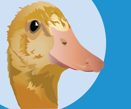 duckのイラスト素材