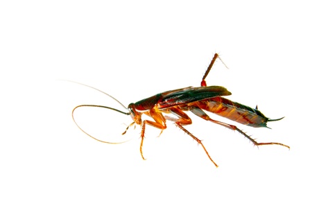 image of a cockroach crawling insect pestの写真素材