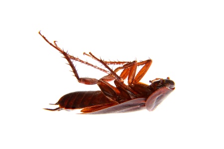 a Isolating the image of a cockroach crawling insect pest
