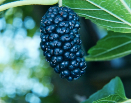 a image of berries in nature, mulberry twigの写真素材