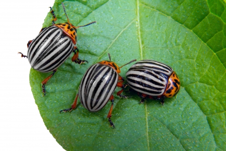 a image of Colorado beetle on potato leafの写真素材