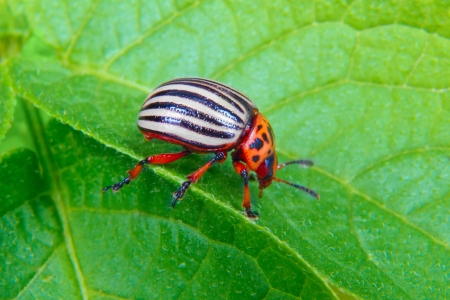 a image of Colorado beetle on potato leafの写真素材