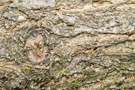 texture of the bark of fruit tree Apricot 