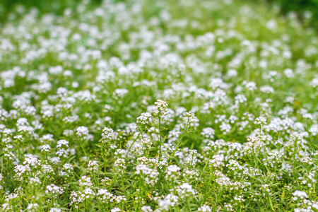 image of a green meadow with little white flowers の写真素材