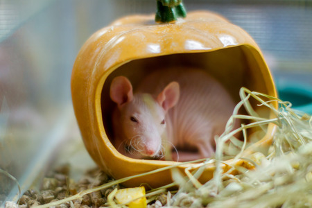Preview pet rat breed sphinx sits in a pumpkin の写真素材