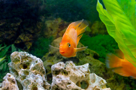 image of a beautiful aquarium decorative orange parrot fish の写真素材