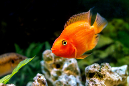 image of a beautiful aquarium decorative orange parrot fish の写真素材