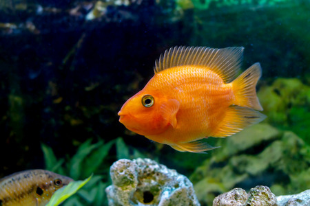 image of a beautiful aquarium decorative orange parrot fish の写真素材