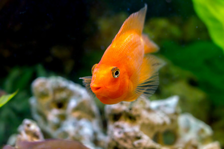 mage of a beautiful aquarium decorative orange parrot fish の写真素材