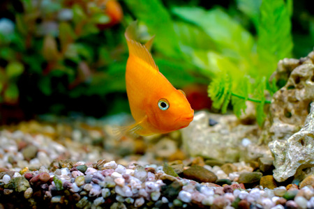 image of a beautiful aquarium decorative orange parrot fish の写真素材