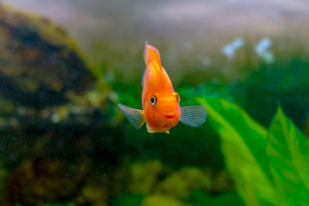 image of a beautiful aquarium decorative orange parrot fish の写真素材