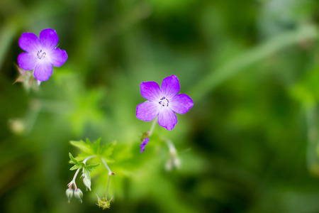 a Preview purple meadow beautiful flower on a green backgroundの写真素材