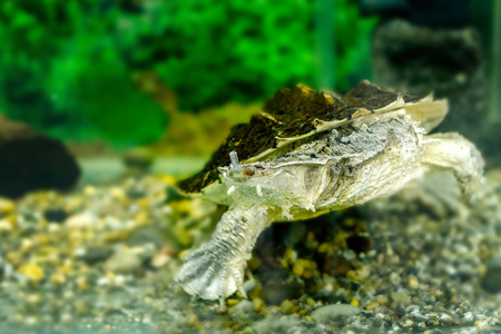 freshwater exotic turtle Matamataの写真素材