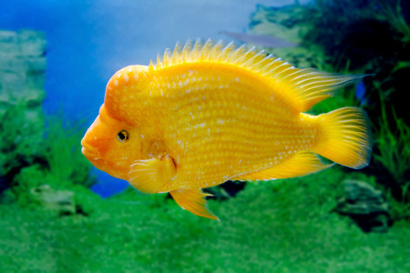 image of a beautiful aquarium fish Amphilophus citrinellusの写真素材