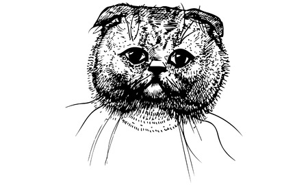 black and white vector sketch beautiful cat muzzleのイラスト素材