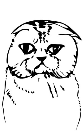 black and white vector sketch beautiful cat muzzleのイラスト素材