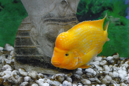 image of a beautiful aquarium fish Amphilophus citrinellus
