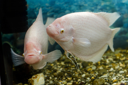 Image big fish in the aquarium gourami fishinglの写真素材