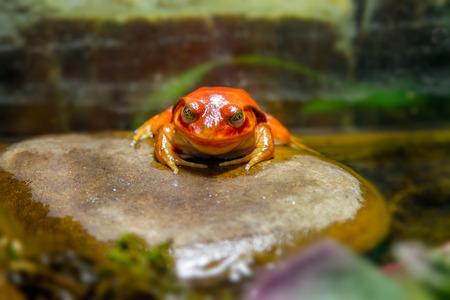 Image exotic amphibian animal frog tomatoの写真素材