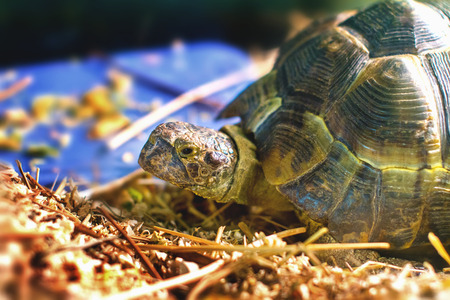 Image turtle in an aquarium stuck her head out of the shell