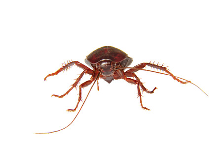image on a white background homemade insect cockroach