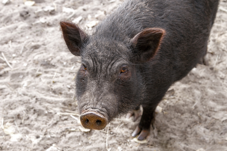 a Image of black adult pig snoutの写真素材