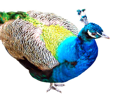 young animal bird peacock on a white backgroundの写真素材