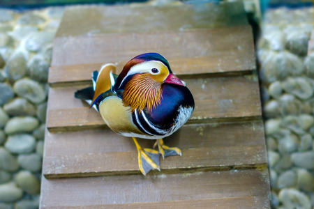 image of a beautiful bird male mandarin duckの写真素材