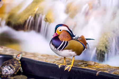 image male mandarin ducks standing on the edge of the pondの写真素材