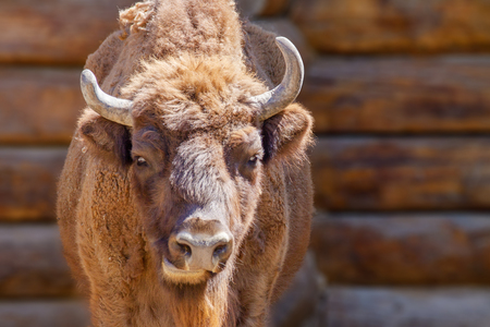 Image of the head of a red bull near the wall of a wooden houseの写真素材