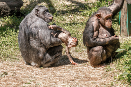 Image animals two females and a baby chimpanzeeの写真素材