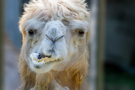 Image of an animal's head of a camel that chewsの写真素材