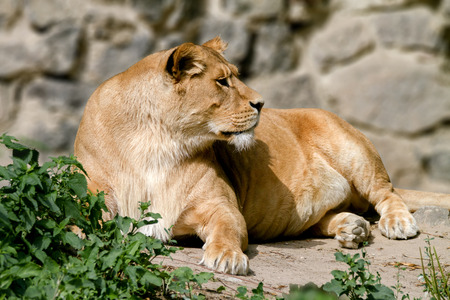 Image An animal is an adult lioness lying and staring.の写真素材